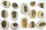 Lot: Assorted Devonian Trilobites - Pieces #133939-1